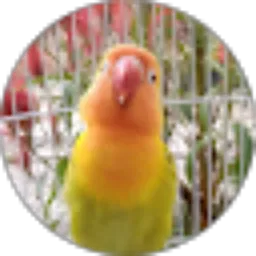 Review From Bang Def