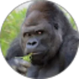 Review From Gerry Tanwijaya