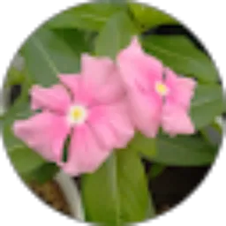 Review From Annathasya Ambrauw