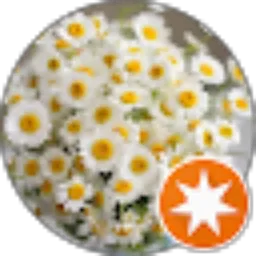 Review From EP. Setya