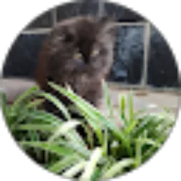 Review From larqizi Rendy