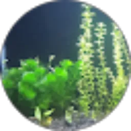 Review From Andhy