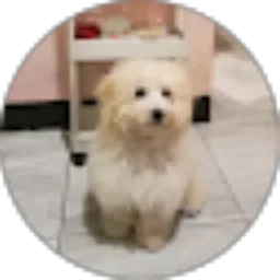 Review From Neta Luthfy hani