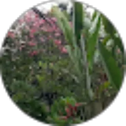 Review From Dani Herlambang