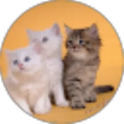 Review From SEGITU SHOP