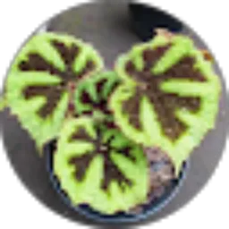 Review From Hafidz Nursadewa