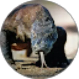 Review From Komodo Sang